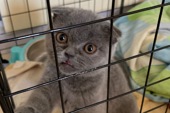 猫咪泪痕怎么去除