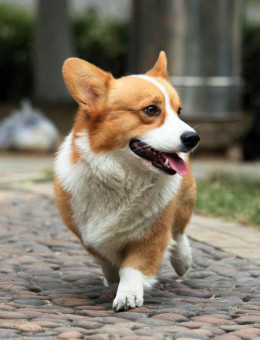 柯基犬