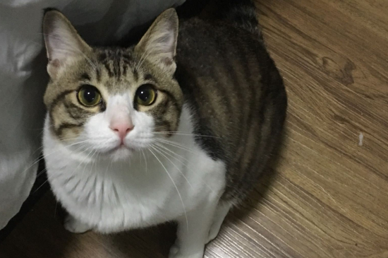 猫为什么不能吃盐