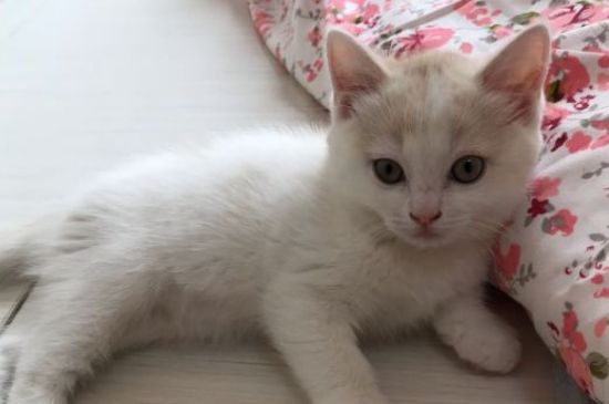 猫为什么那么喜欢酸奶