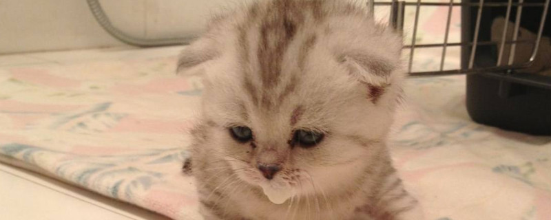 小猫不吃猫粮怎么办