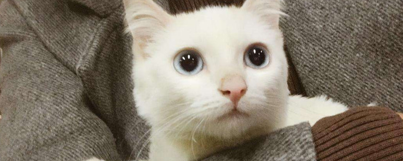 猫能吃八宝粥吗
