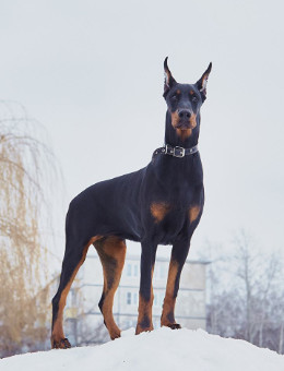 杜宾犬