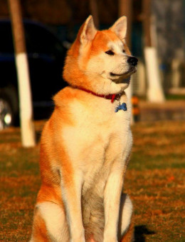 秋田犬