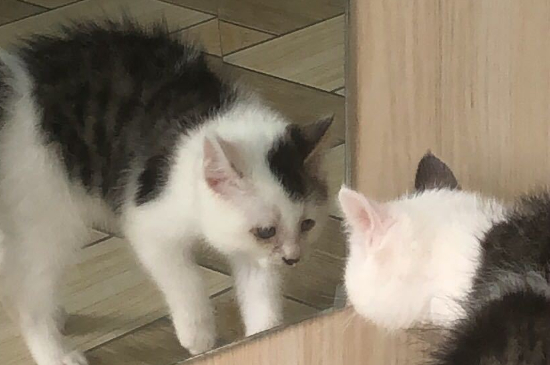 猫为什么不能吃盐
