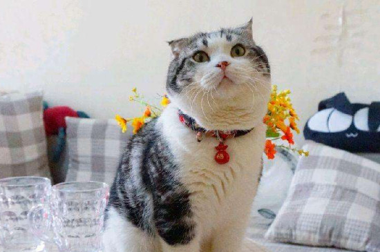 猫咪突然不吃猫粮
