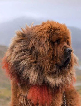 藏獒