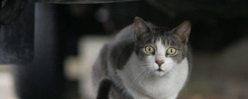 猫一天吃100克猫粮多吗