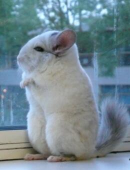 <p>龙猫