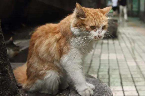 母猫闹猫的表现