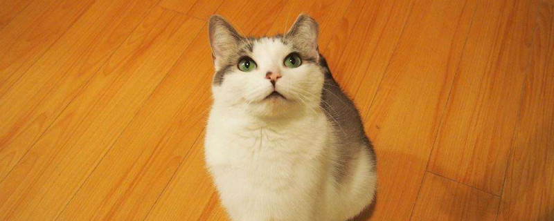成猫一天吃多少克猫粮