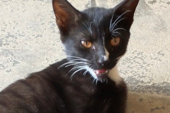 猫腹水怎么引起的