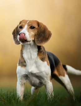 比格犬