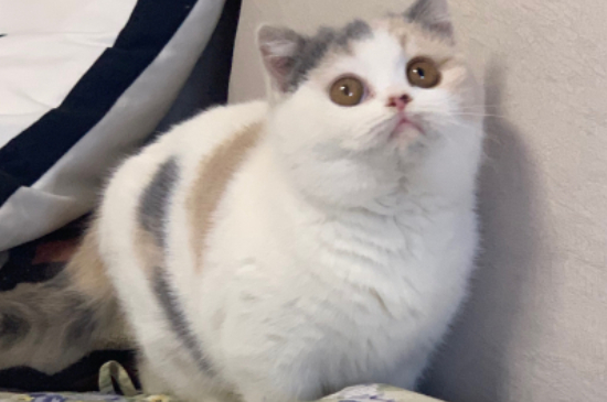 猫咪吐粮什么原因