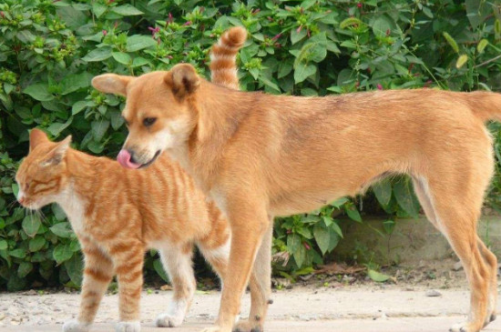猫粮狗能吃吗，狗吃猫粮会怎样