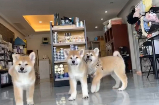 狗狗可以吃火腿肠的吗