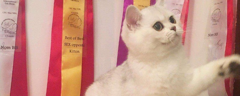 猫咪突然不吃猫粮