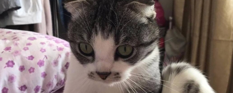 猫吃猫粮吐了怎么回事
