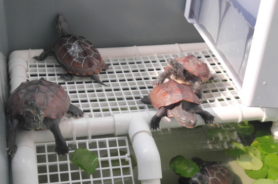 乌龟生蛋怎么处理