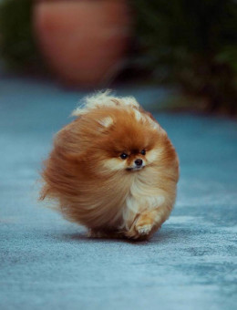 博美犬