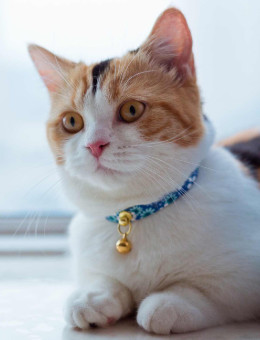 曼基康猫