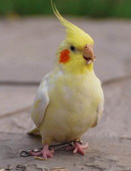 玄凤鹦鹉