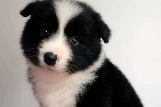 狗狗可以吃草莓吗