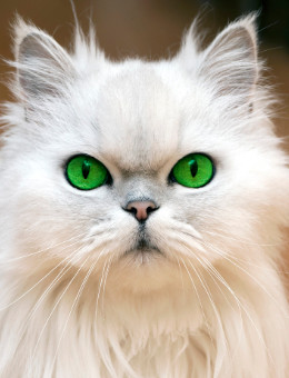 波斯猫
