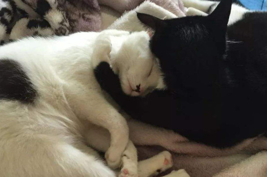成猫一天吃多少克猫粮