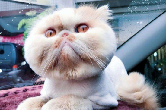 猫的抑郁症的10个前兆