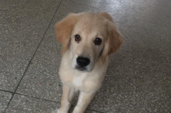 狗狗瘦不长肉怎么办