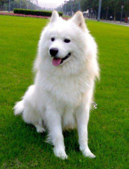 萨摩耶犬