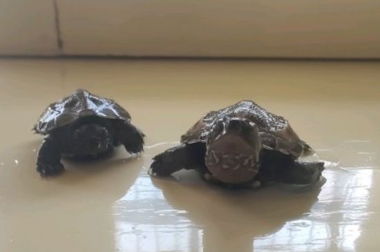 乌龟不吃龟粮怎么办