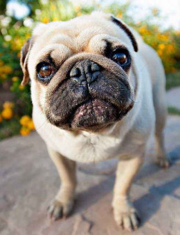巴哥犬