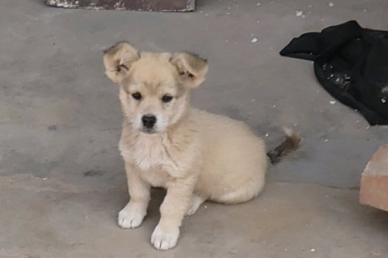 狗洗澡水温多少度合适
