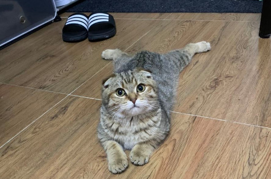 猫丢了怎么找回来