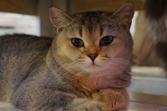 怎么缓解母猫发情