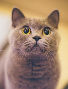 英国短毛猫
