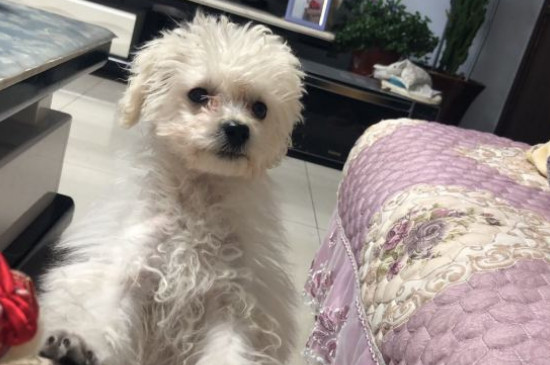 个人狗粮制作过程，自制犬粮配方及教程
