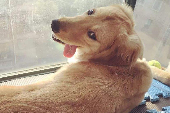 金毛犬宁可饿着也不吃狗粮