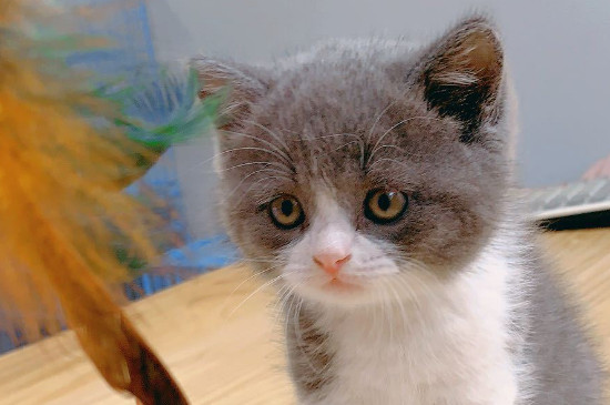 猫丢了怎么找回来