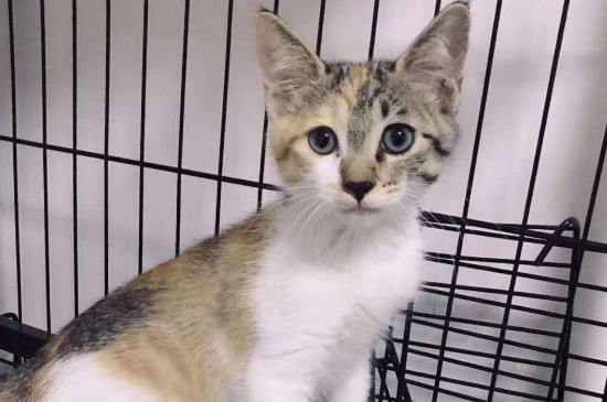 小猫不吃猫粮怎么办