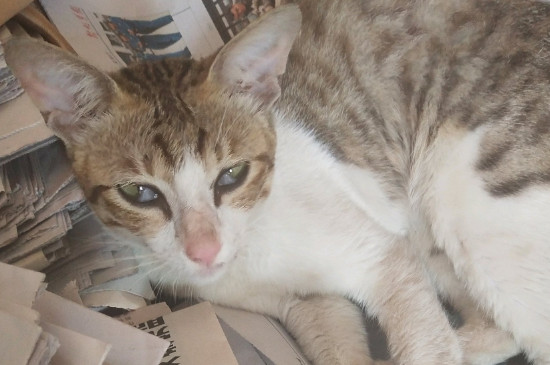 猫丢了怎么找回来