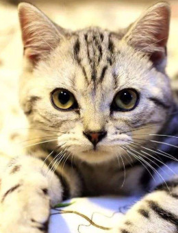 美国短毛猫