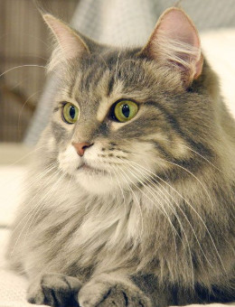 挪威森林猫