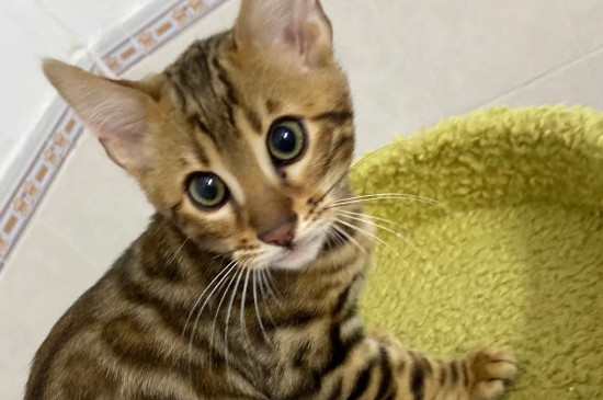 猫不能喝牛奶的原因