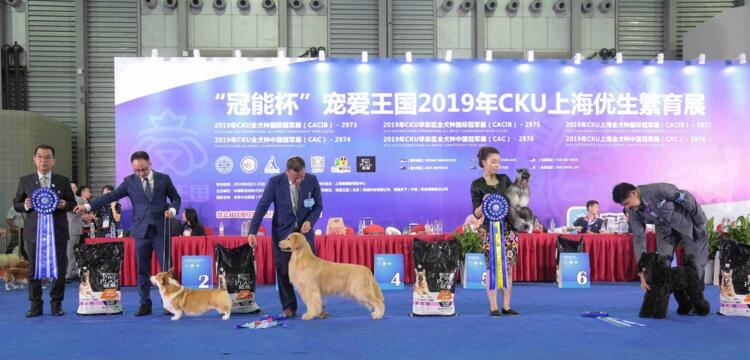 2019年CKU全犬种FCI国际冠军展&中国冠军展(8.23-8.25)