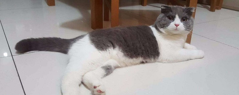 猫咪不吃猫粮怎么办