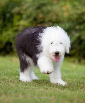 古代牧羊犬