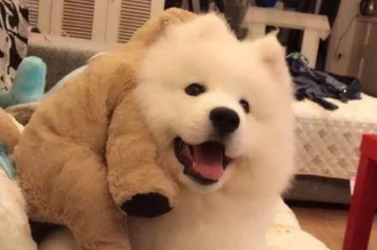 萨摩耶犬掉毛程度